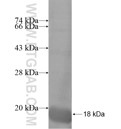 XAGE2B fusion protein Ag12239 SDS-PAGE