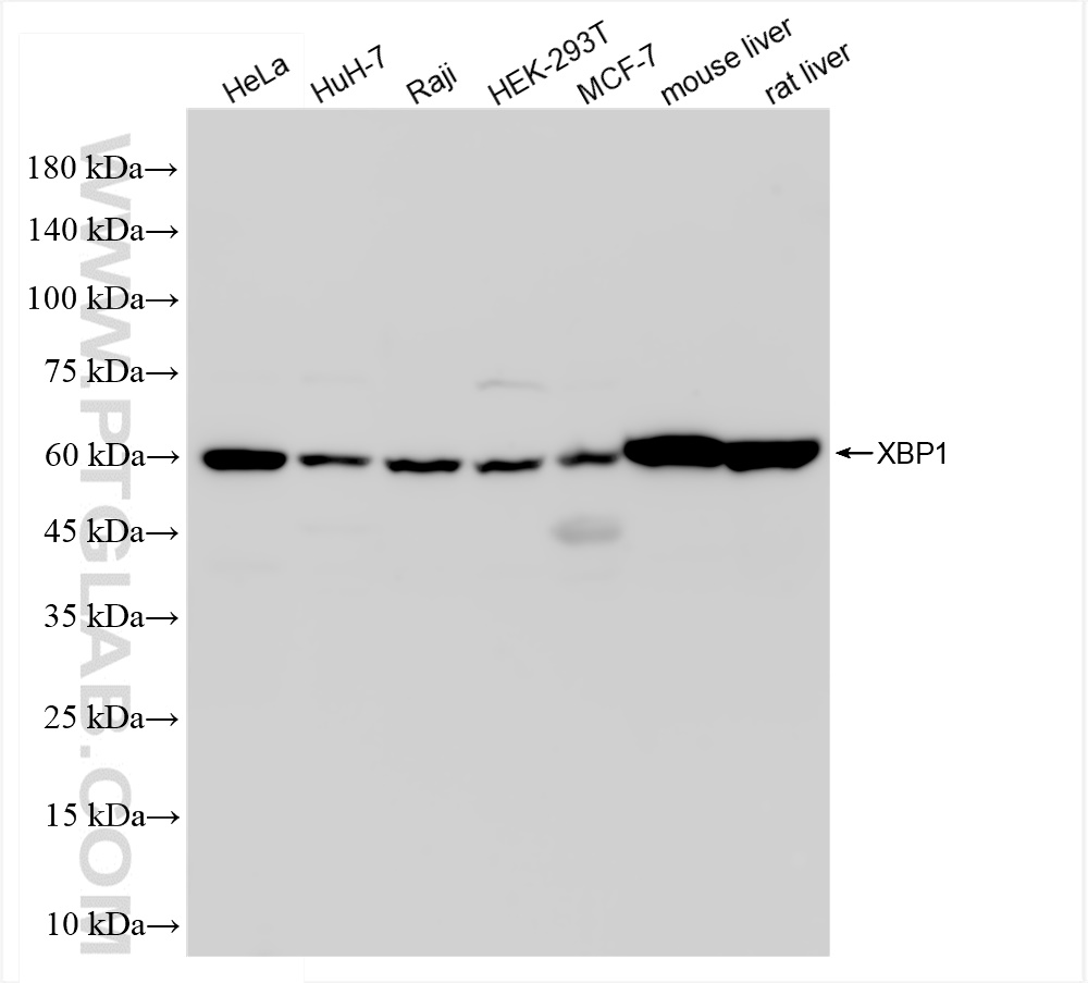 WB analysis using 83959-5-RR