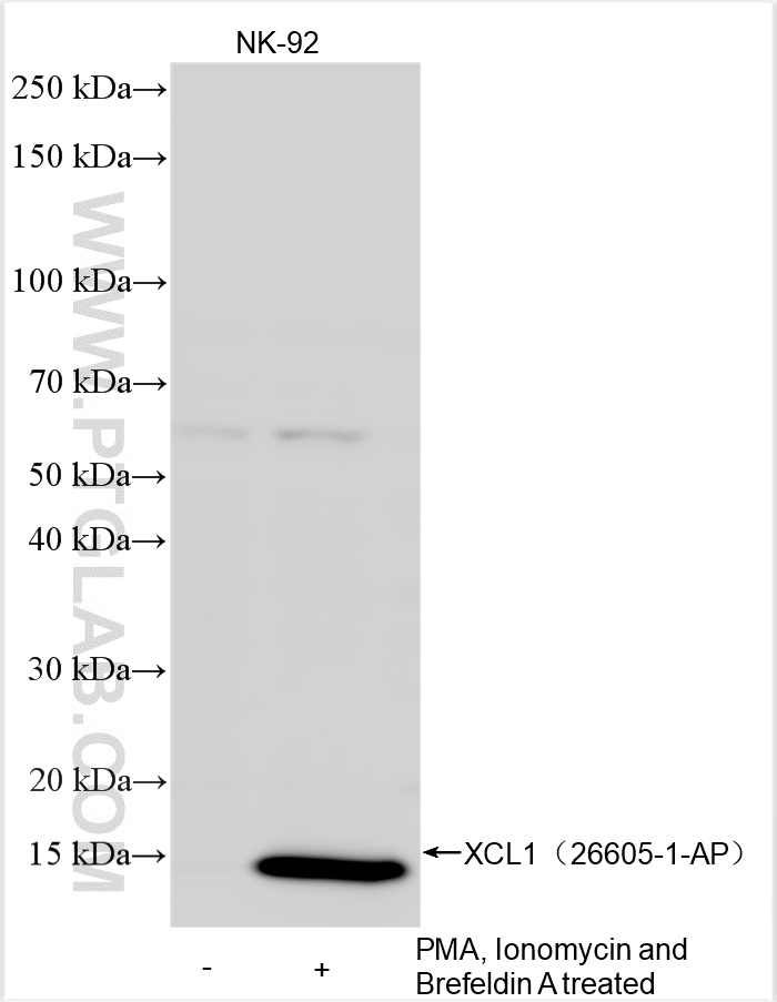 WB analysis using 26605-1-AP