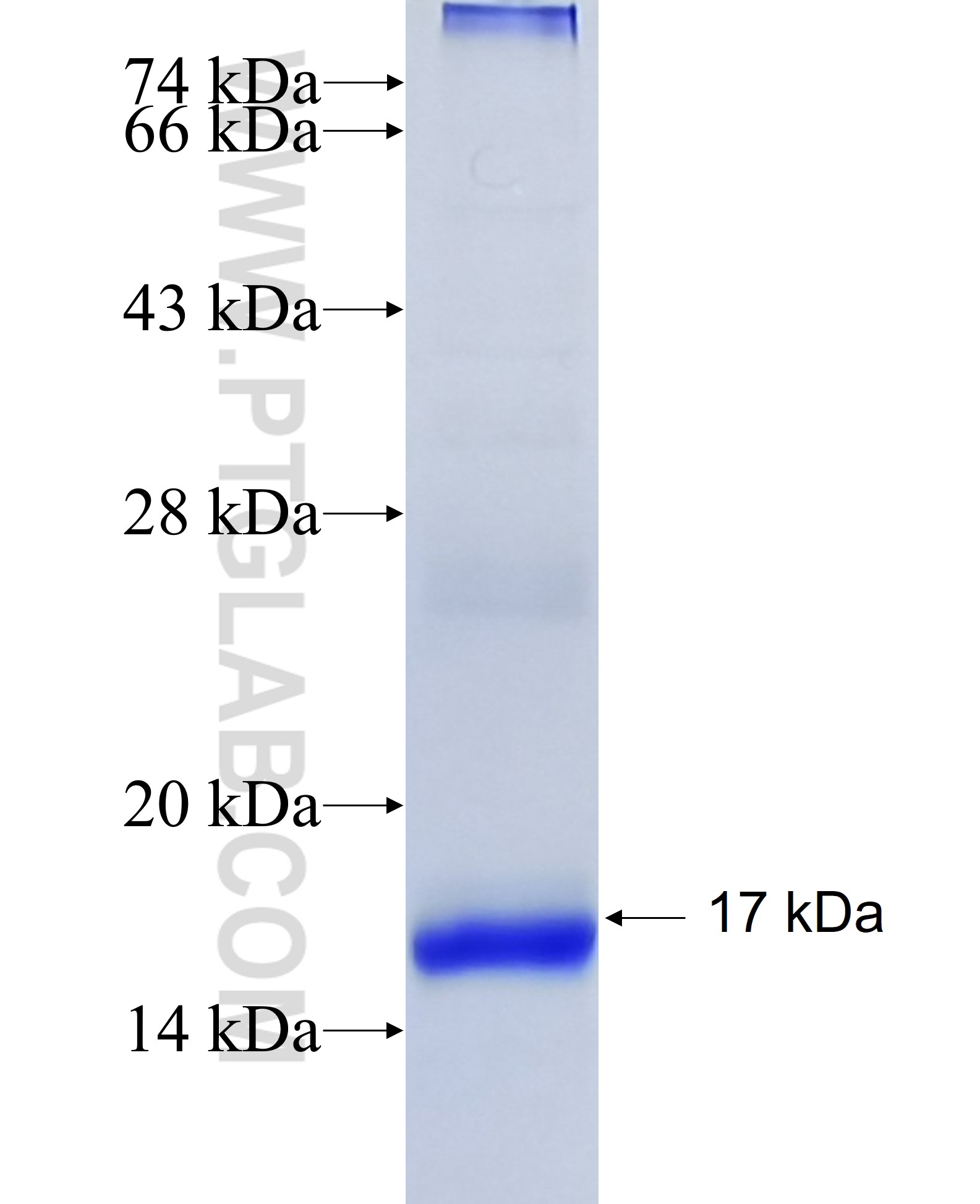 XCL1 fusion protein Ag24452 SDS-PAGE