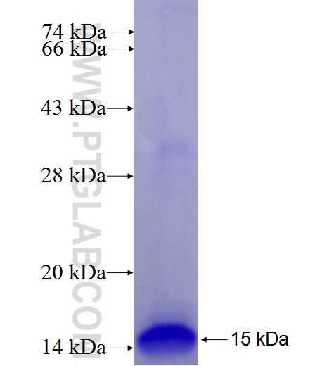 XCL2 fusion protein Ag27417 SDS-PAGE