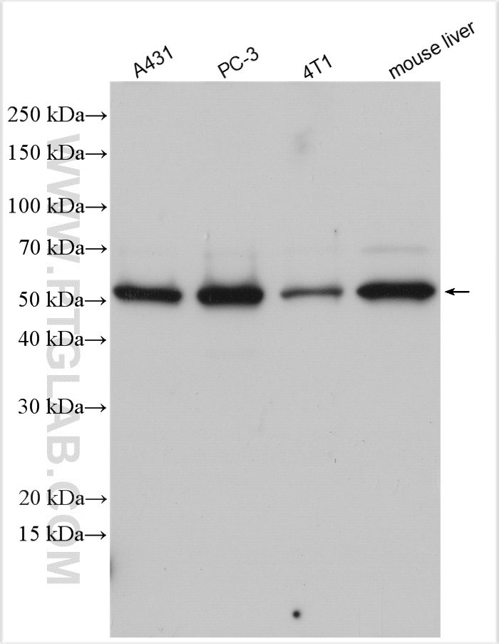 WB analysis using 15655-1-AP