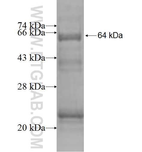 XPO6 fusion protein Ag1898 SDS-PAGE