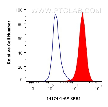 FC experiment of Jurkat using 14174-1-AP