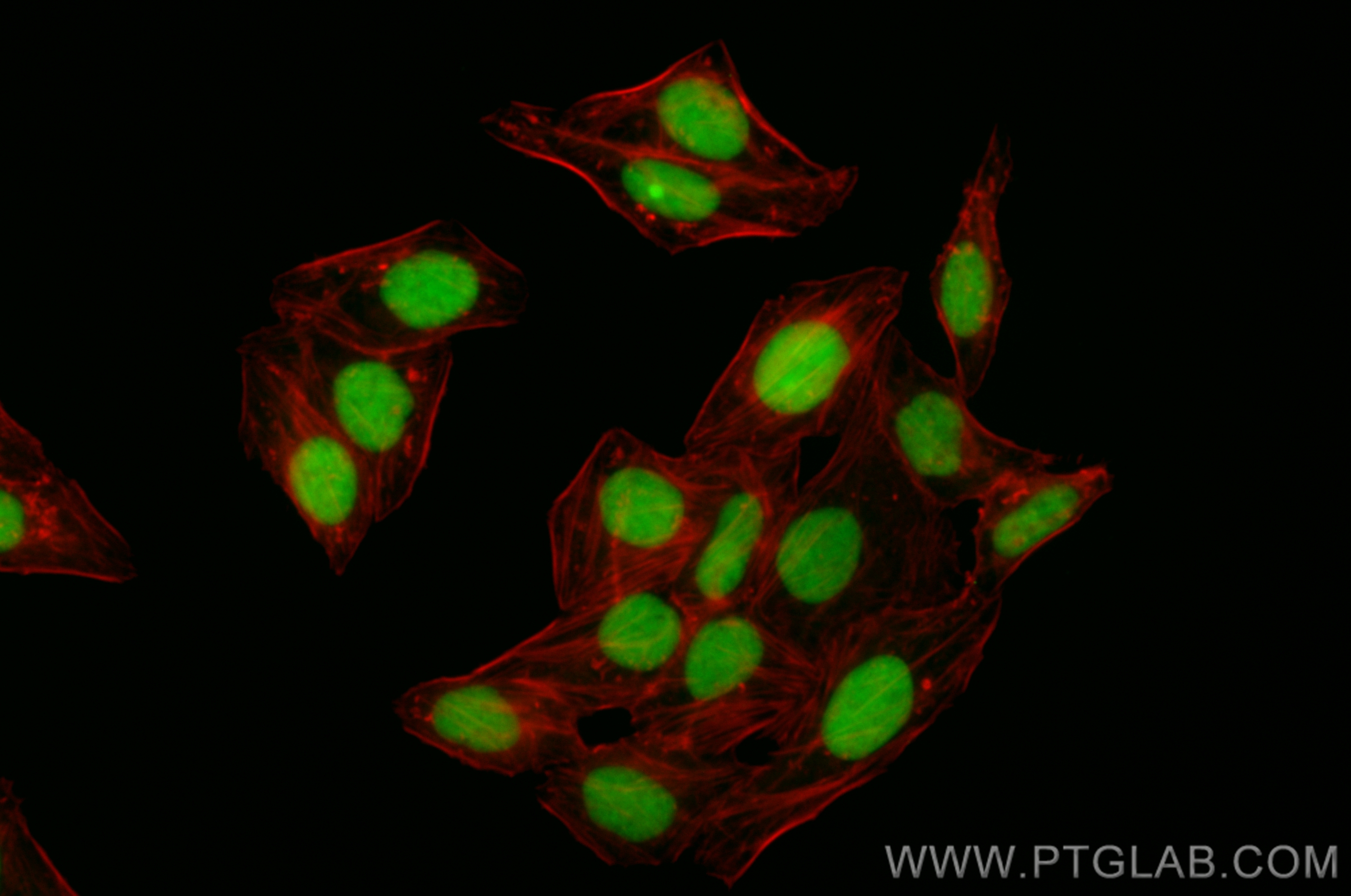 IF Staining of HepG2 using CL488-80325-6