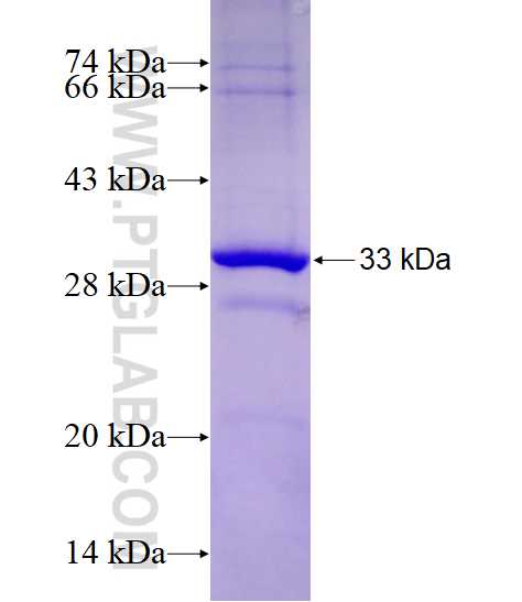 XRRA1 fusion protein Ag28210 SDS-PAGE