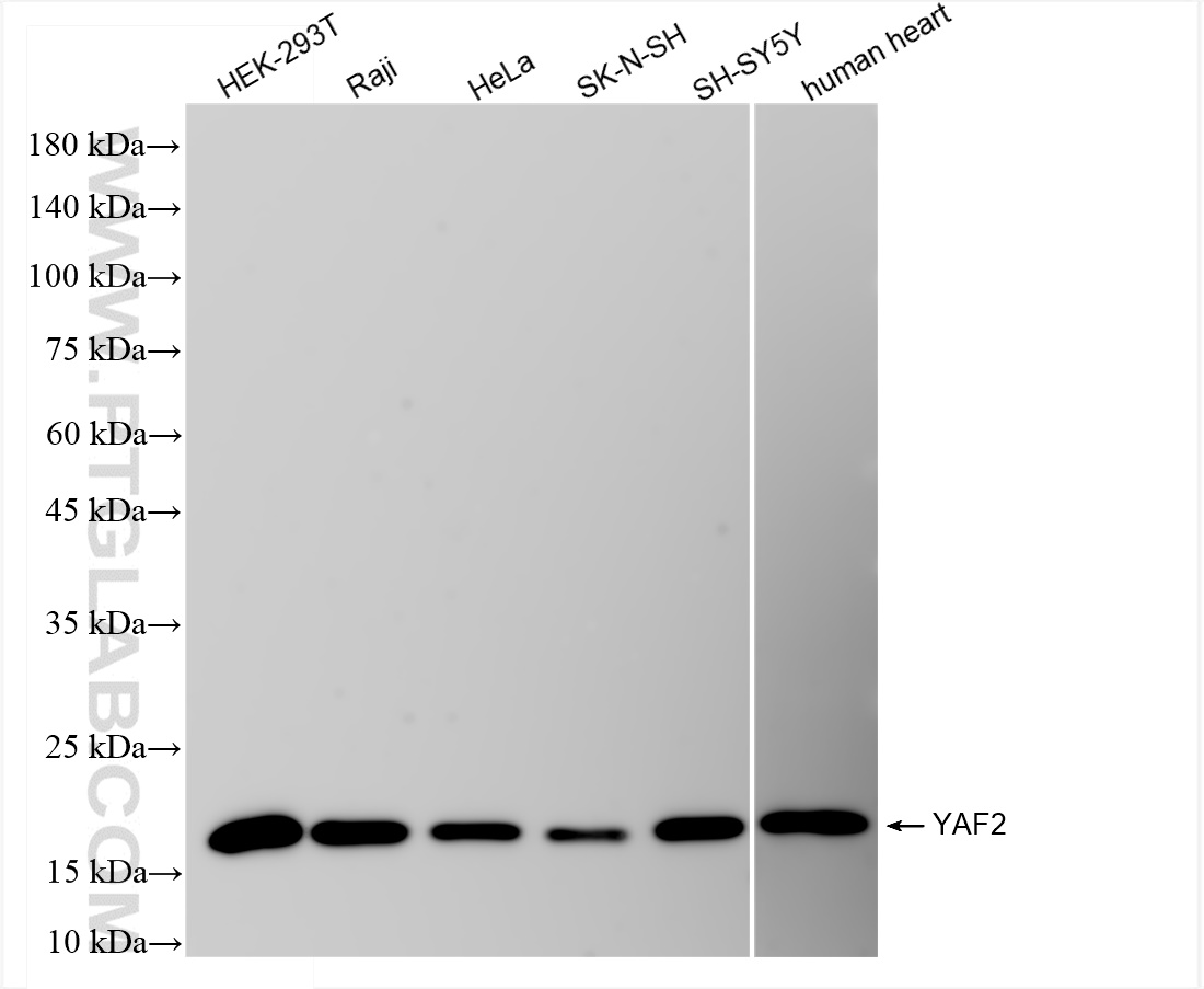 WB analysis using 83798-6-RR