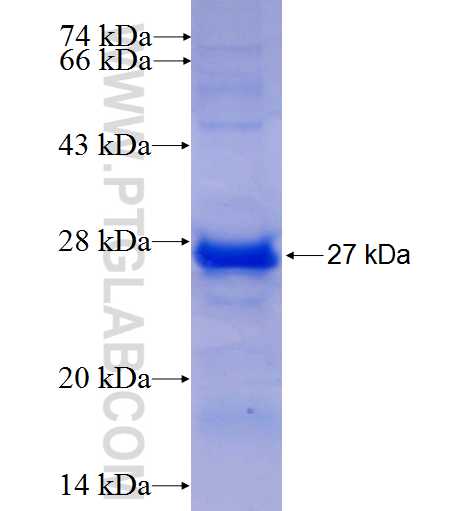 YAF2 fusion protein Ag5444 SDS-PAGE