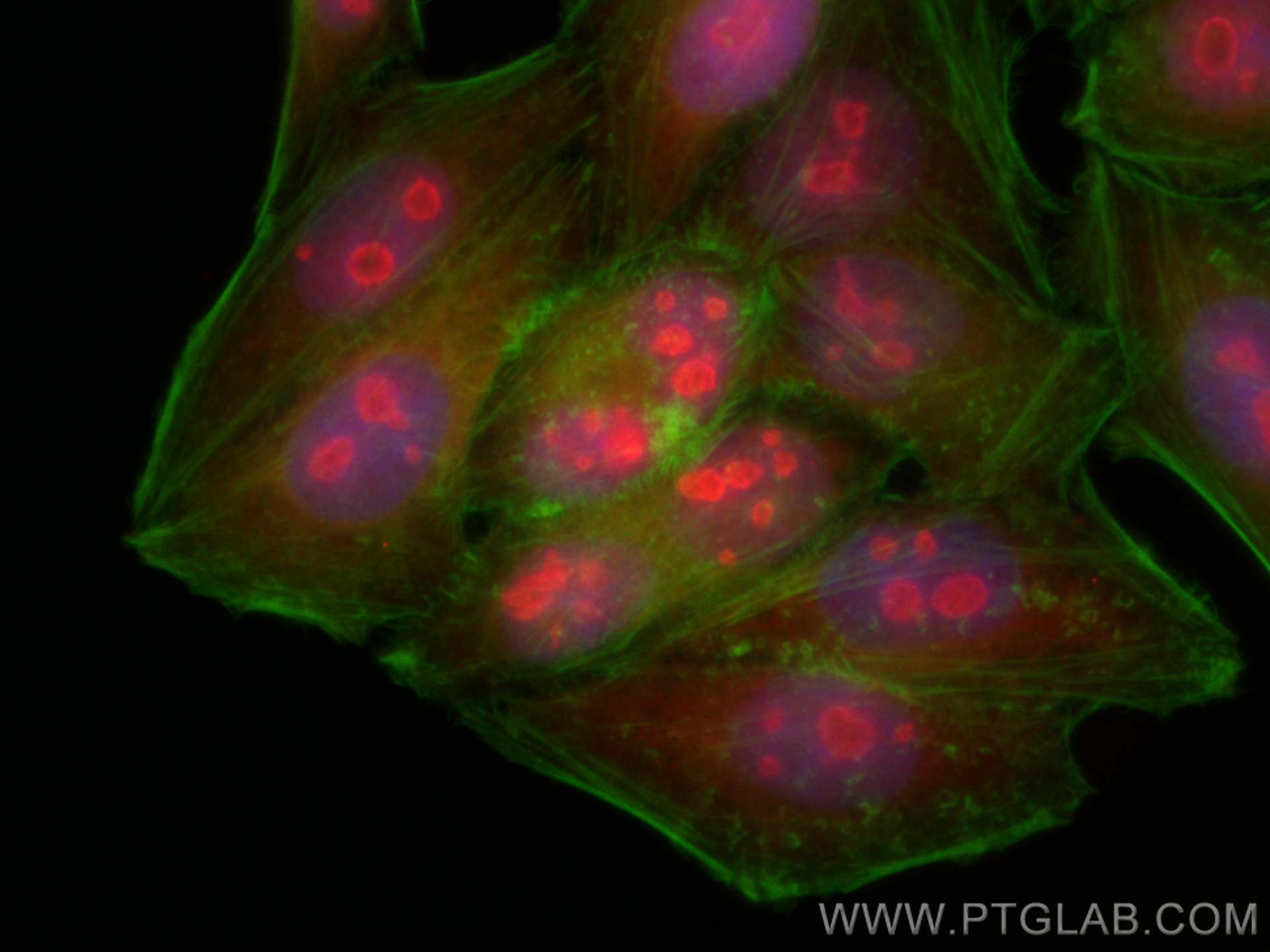 IF Staining of HepG2 using CL594-66900