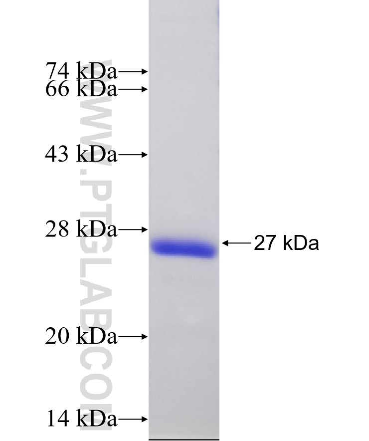 YAP1 fusion protein Ag33085 SDS-PAGE