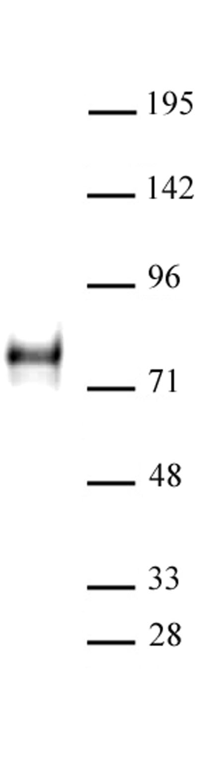 YAP1 antibody (pAb) tested by Western blot. YAP1 detection by Western blot. The analysis was performed using 40 ug HeLa whole-cell extract and YAP1 at a 1:500 dilution.