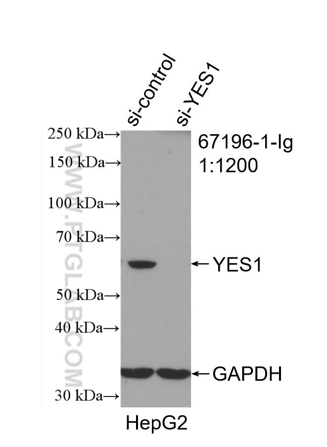 WB analysis of HepG2 using 67196-1-Ig (same clone as 67196-1-PBS)