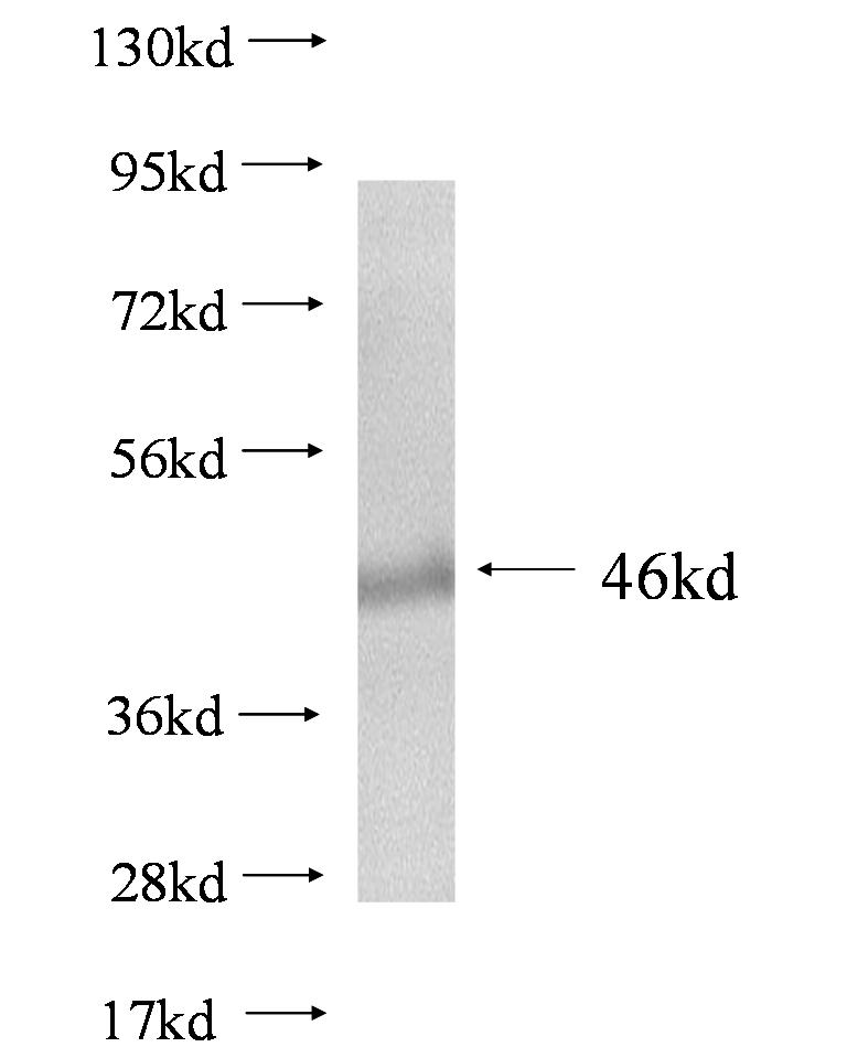 YIF1A fusion protein Ag0538 SDS-PAGE