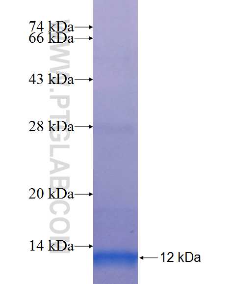 YIPF6 fusion protein Ag24494 SDS-PAGE