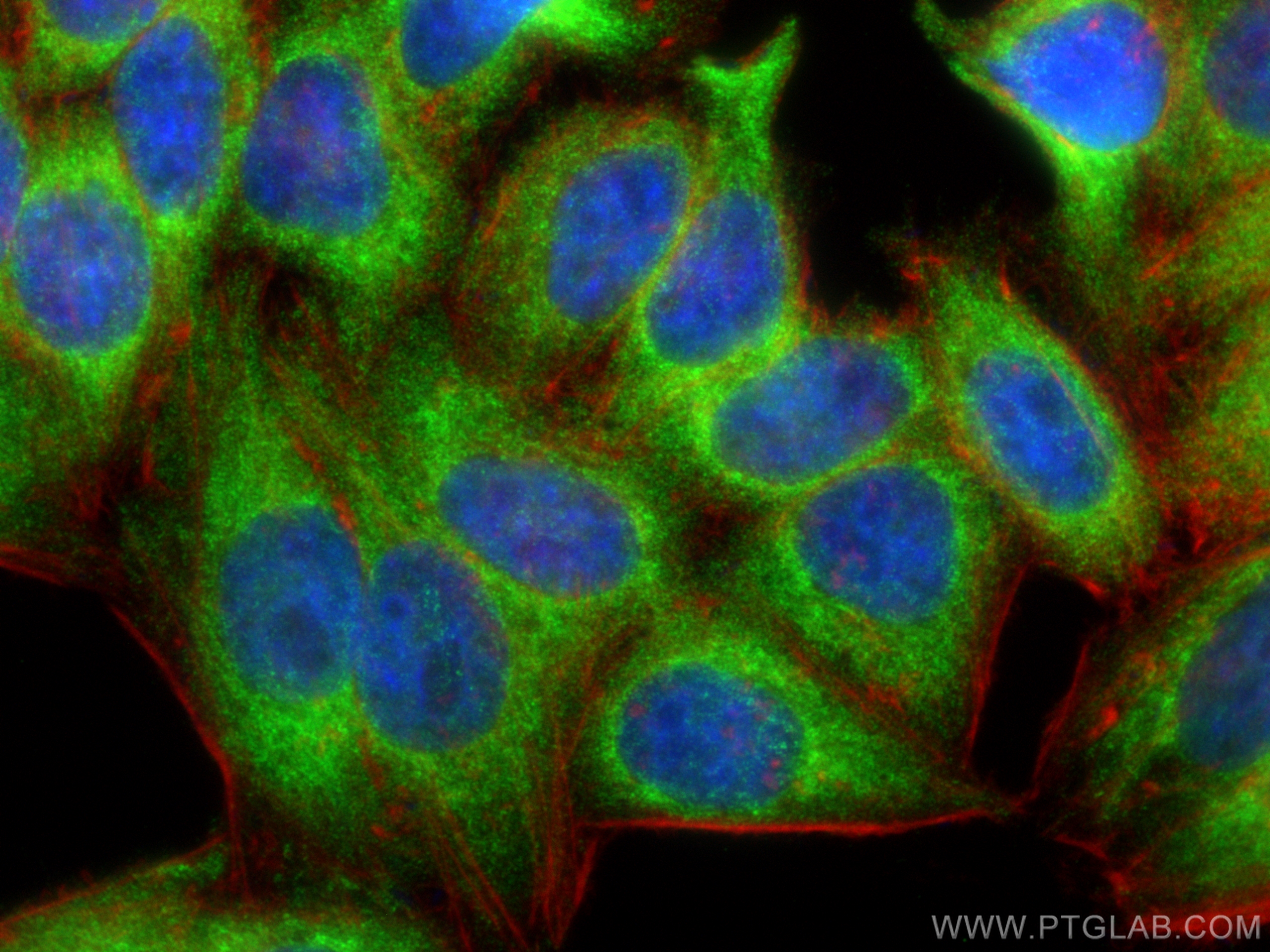 IF Staining of HepG2 using 11510-1-AP