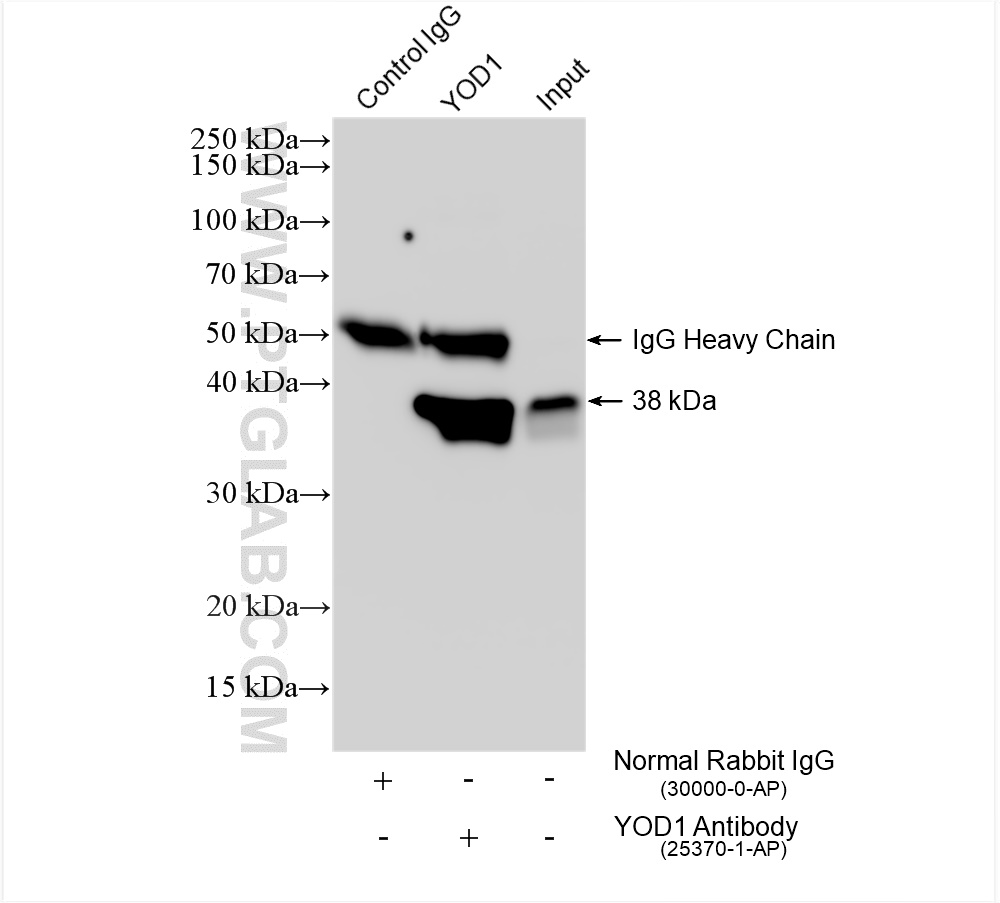 IP experiment of K-562 using 25370-1-AP