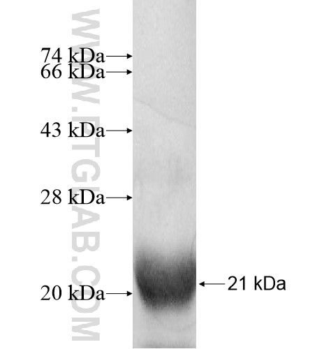 YSK4 fusion protein Ag11398 SDS-PAGE