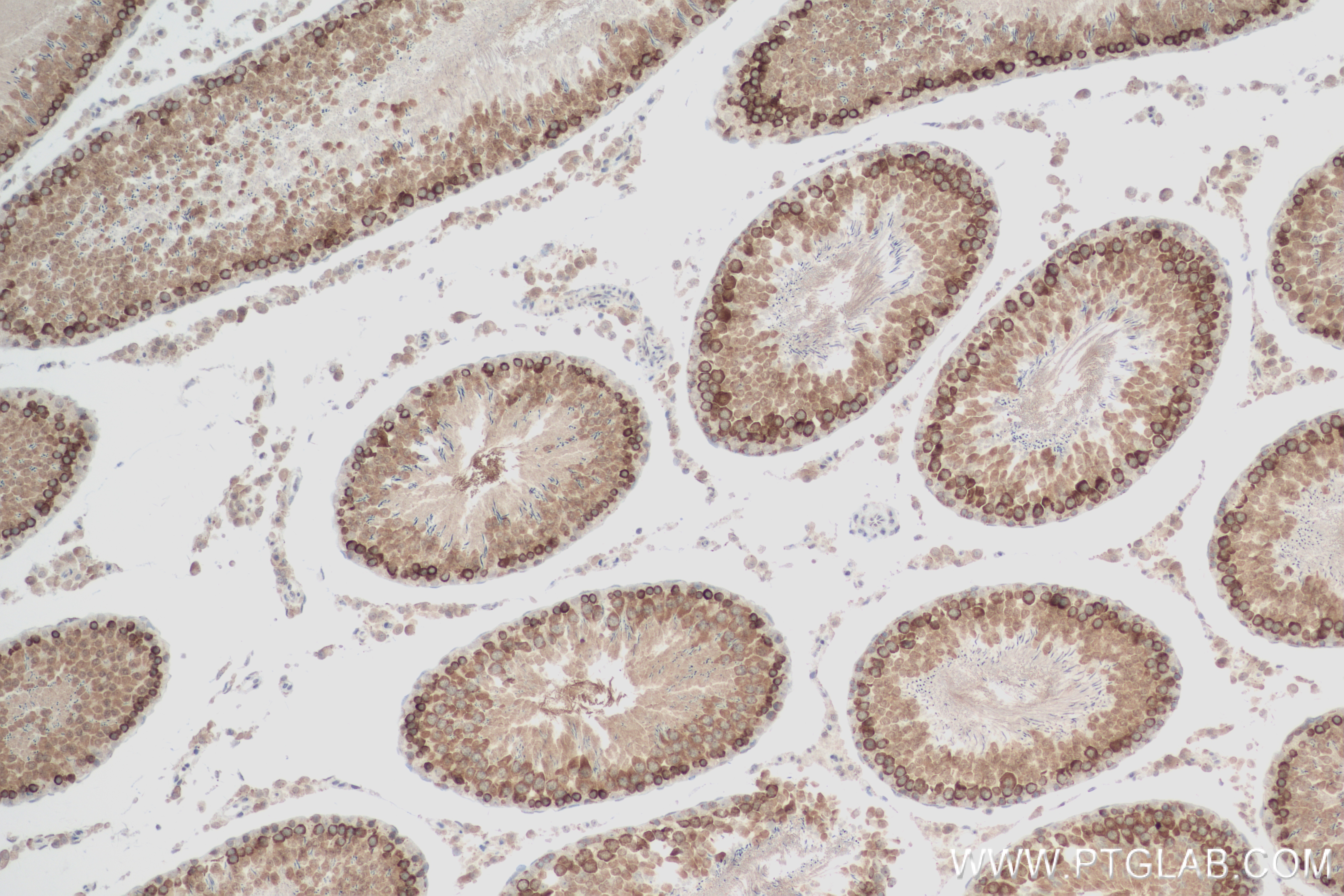 IHC staining of rat testis using 83970-1-RR