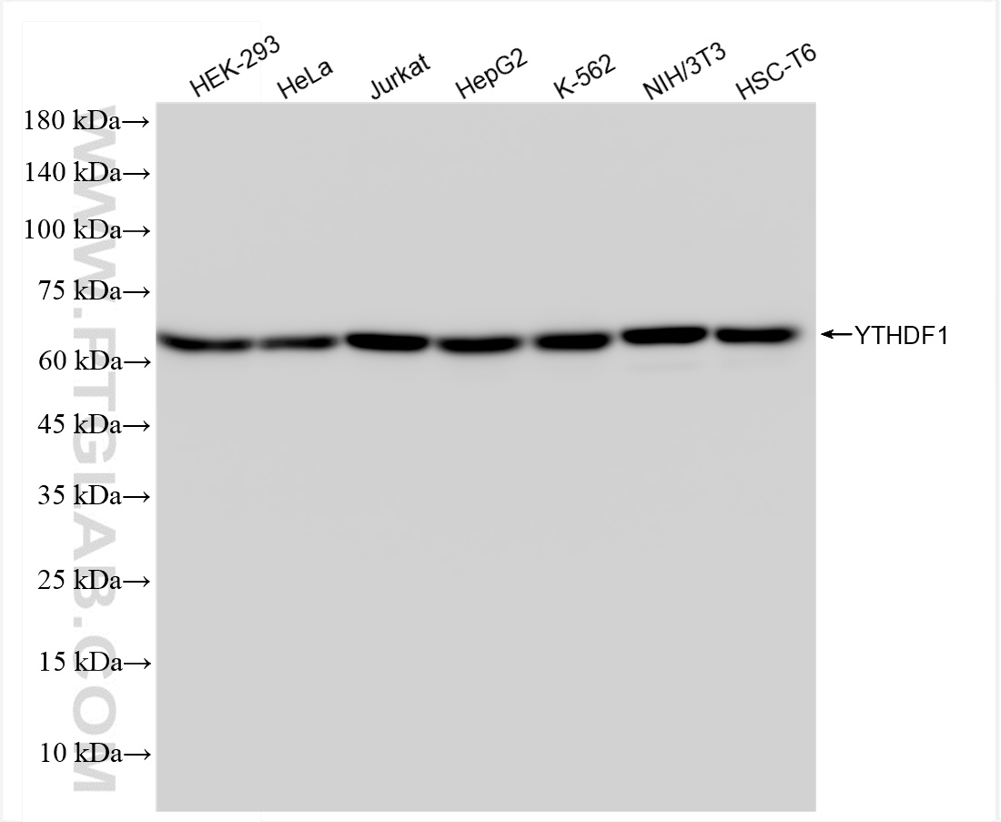 WB analysis using 80876-2-RR