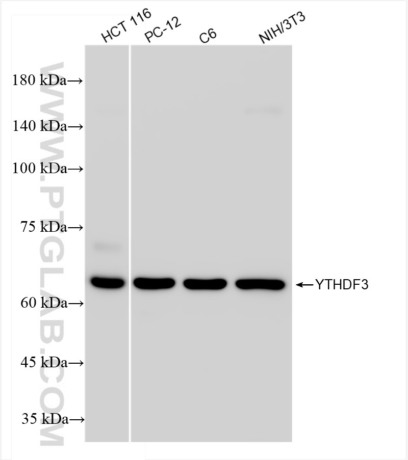 WB analysis using 84709-3-RR (same clone as 84709-3-PBS)