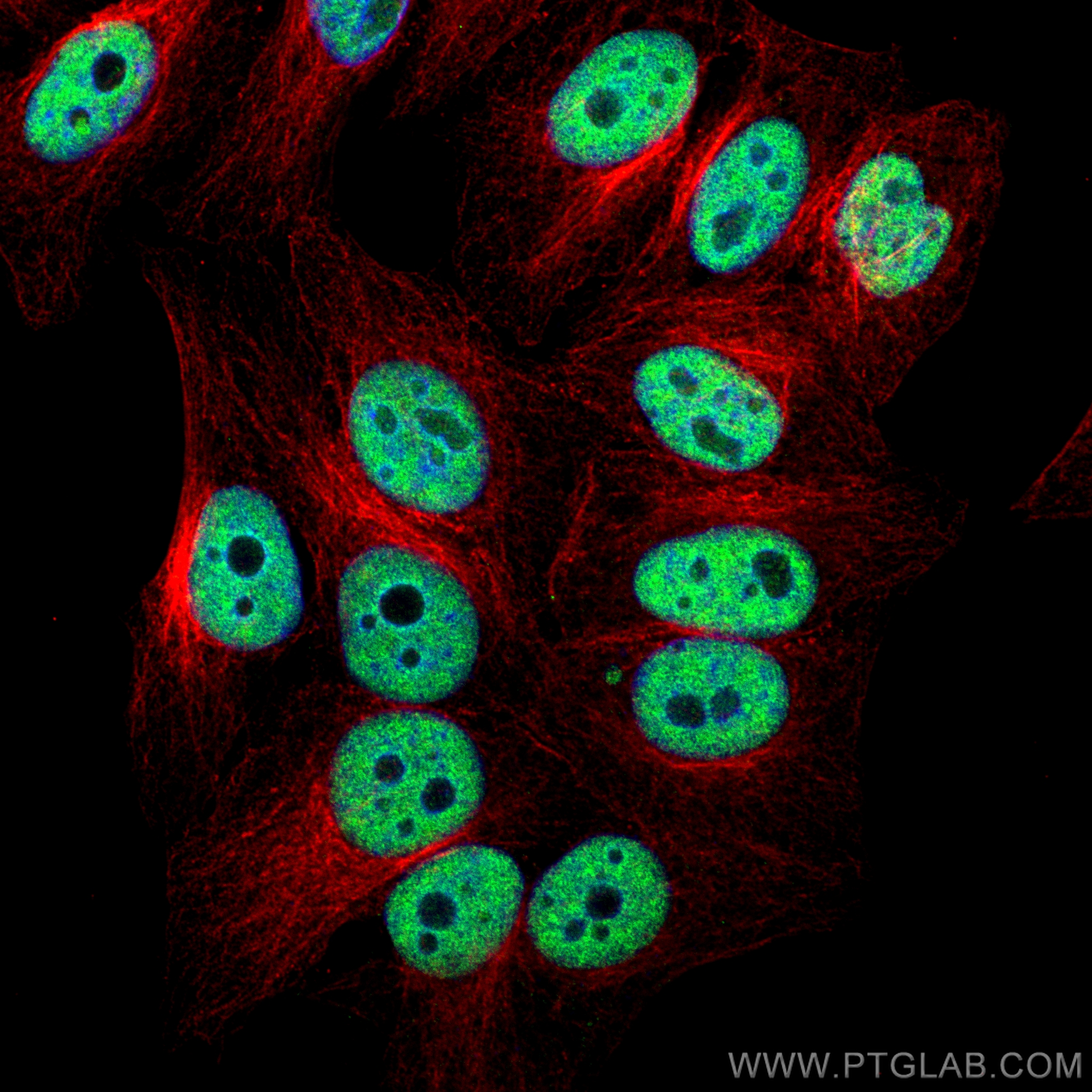 IF Staining of HepG2 using 82712-3-RR