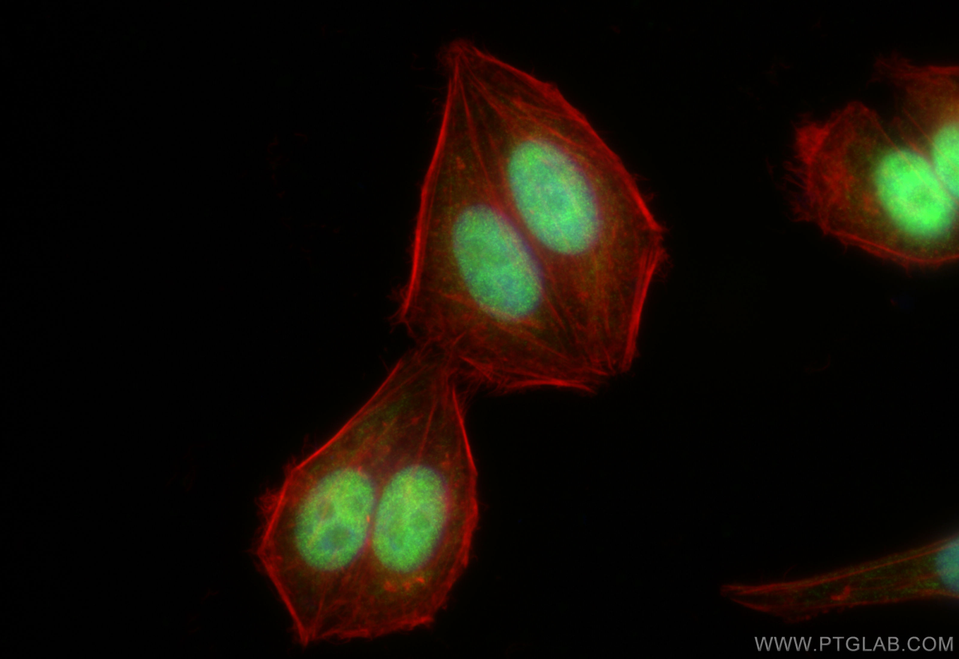 IF Staining of HepG2 using 82712-5-RR (same clone as 82712-5-PBS)