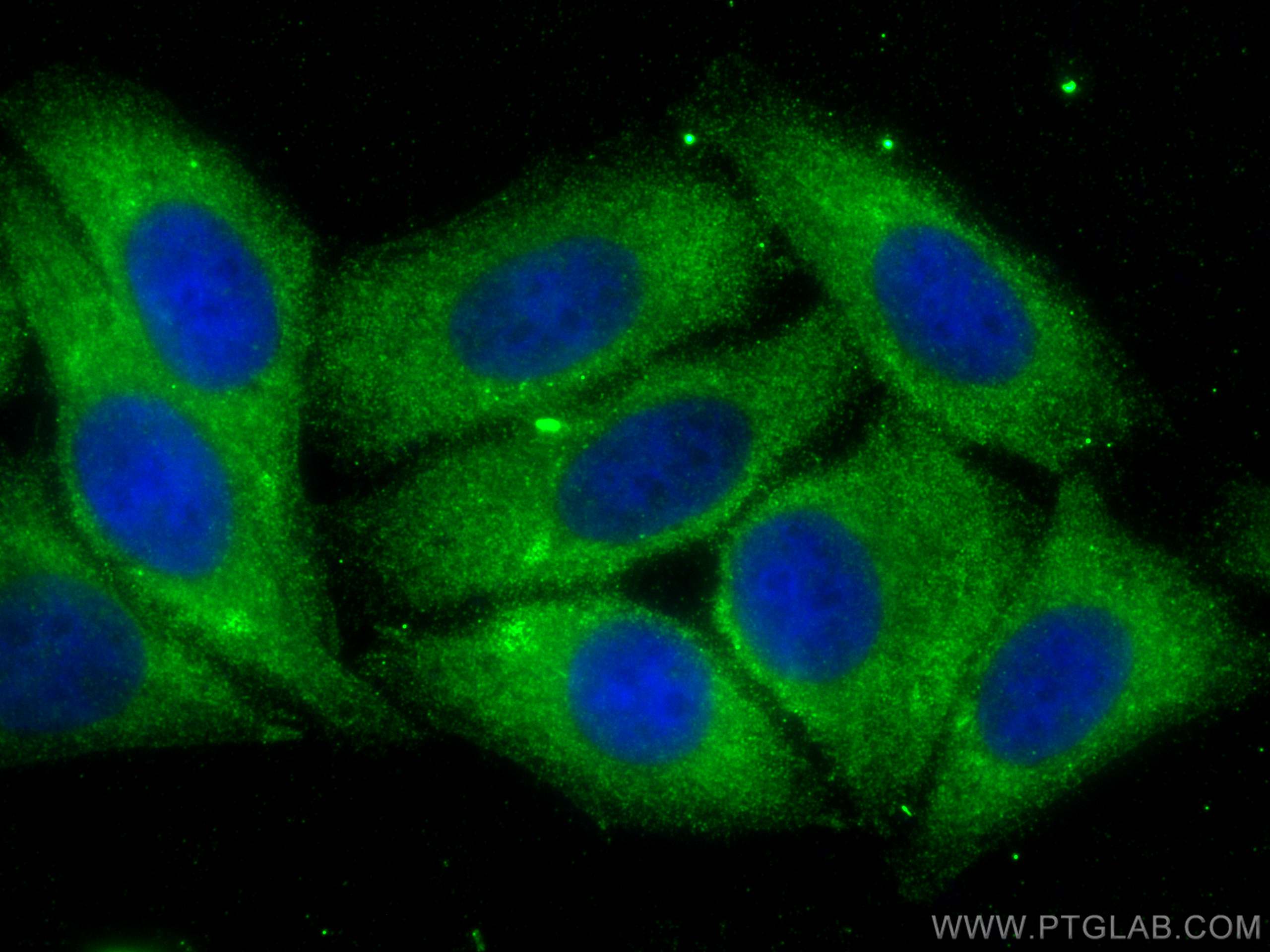 IF Staining of HepG2 using 28761-1-AP