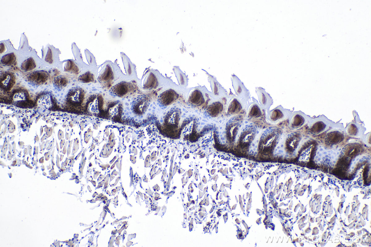 IHC staining of rat tongue using 28761-1-AP