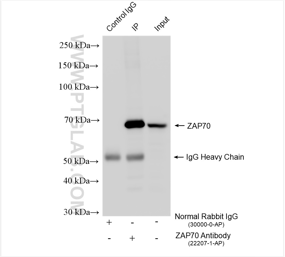 IP experiment of Jurkat using 22207-1-AP