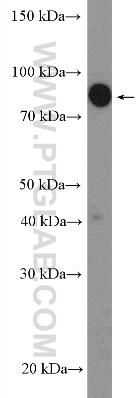 WB analysis of HeLa using 26287-1-AP