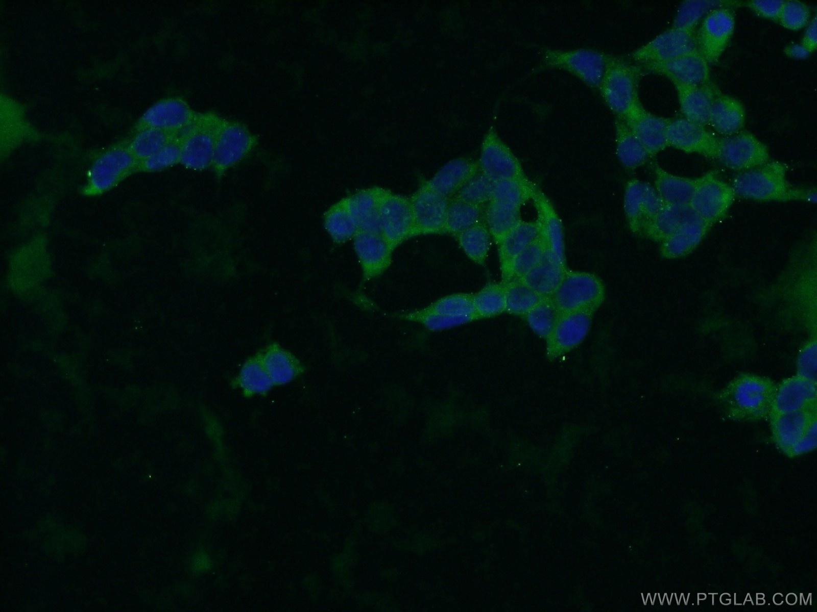 IF Staining of HEK-293 using 24544-1-AP