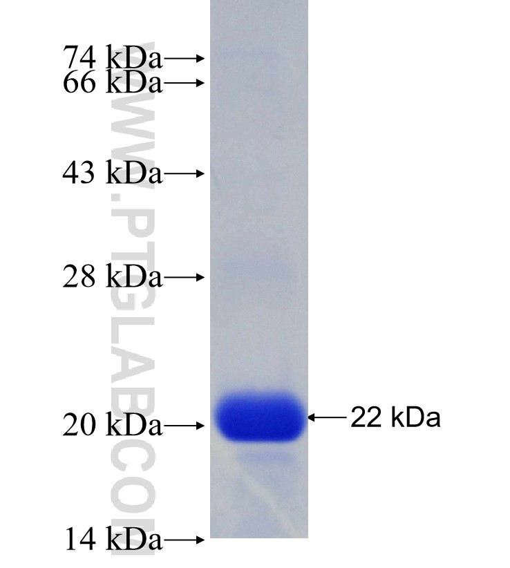 ZBTB8OS fusion protein Ag29853 SDS-PAGE