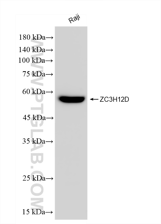 WB analysis of Raji using 83507-2-RR