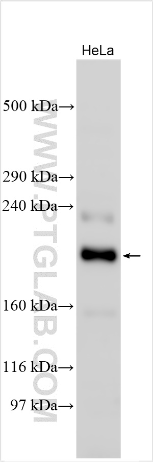 ZC3H13