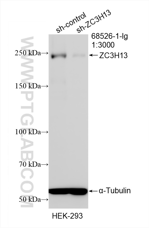 WB analysis of HEK-293 using 68526-1-Ig