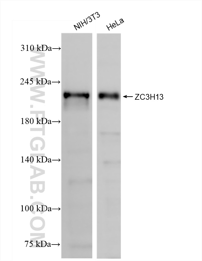 WB analysis using 84228-4-RR