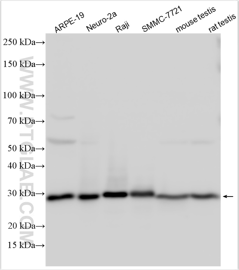 WB analysis using 25629-1-AP