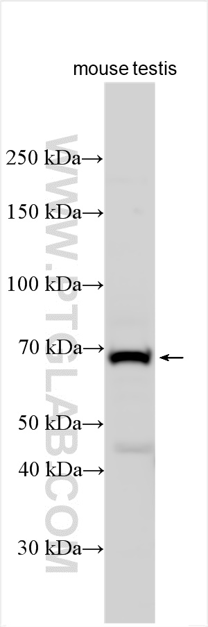 ZCWPW1