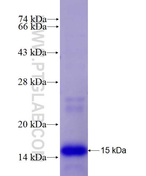 ZDHHC20 fusion protein Ag27713 SDS-PAGE