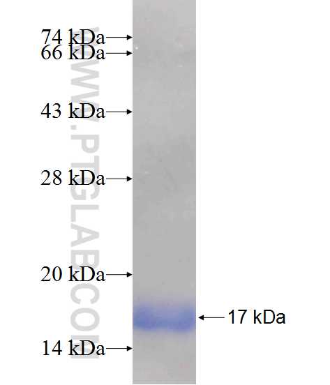 ZDHHC23 fusion protein Ag24557 SDS-PAGE