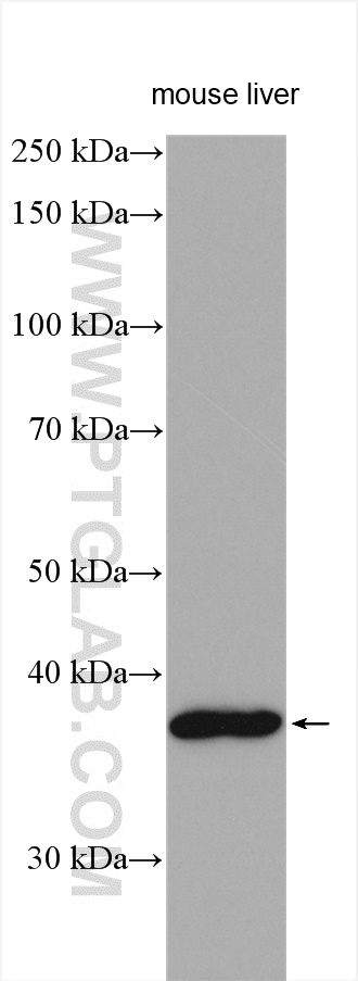 WB analysis using 24046-1-AP