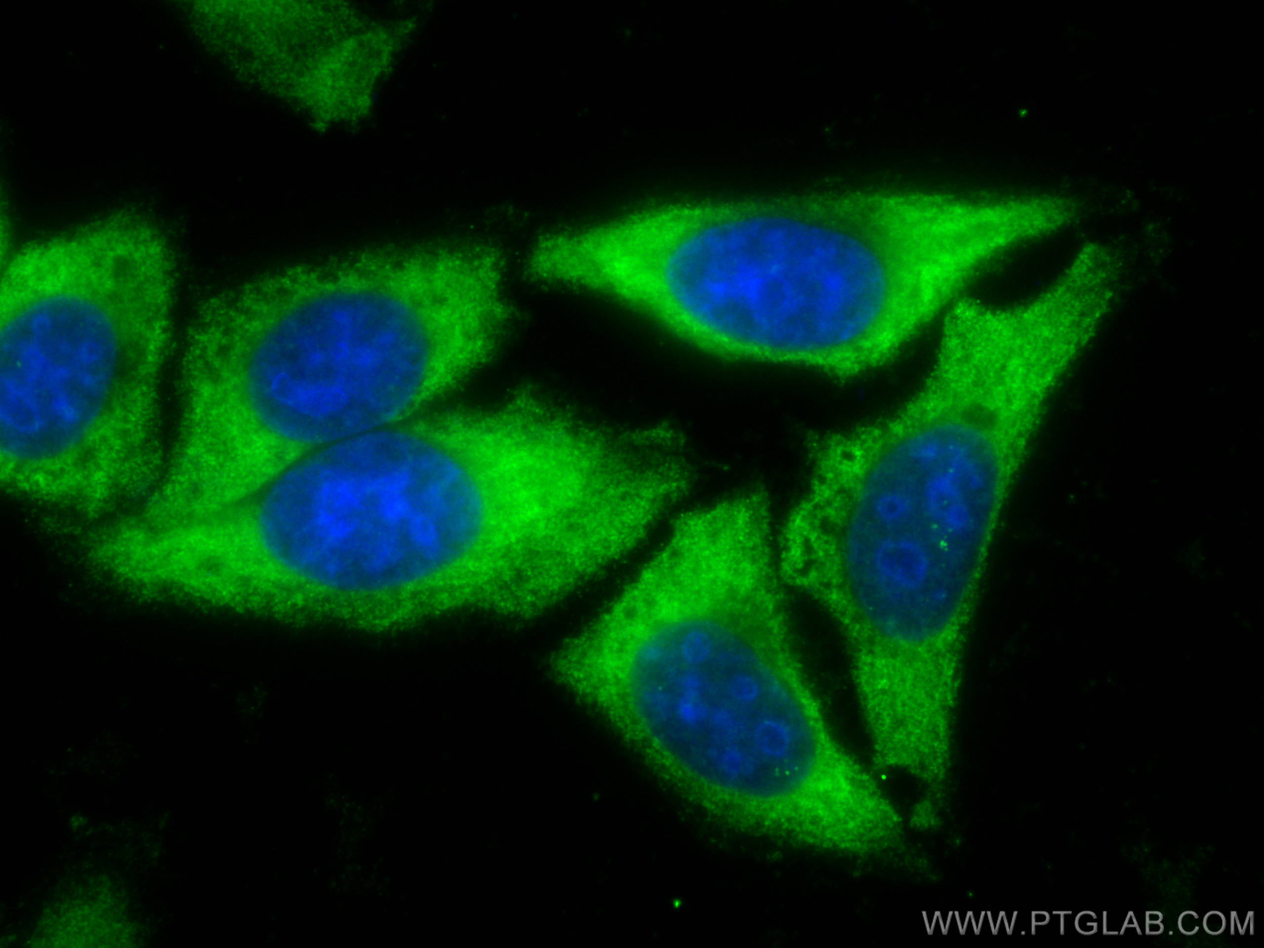 IF Staining of HepG2 using CL488-68258