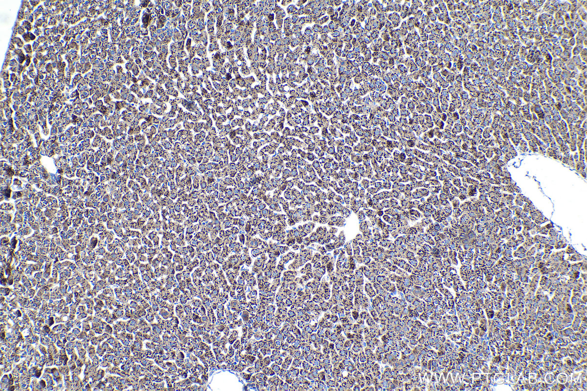 IHC staining of rat liver using 66938-1-Ig (same clone as 66938-1-PBS)