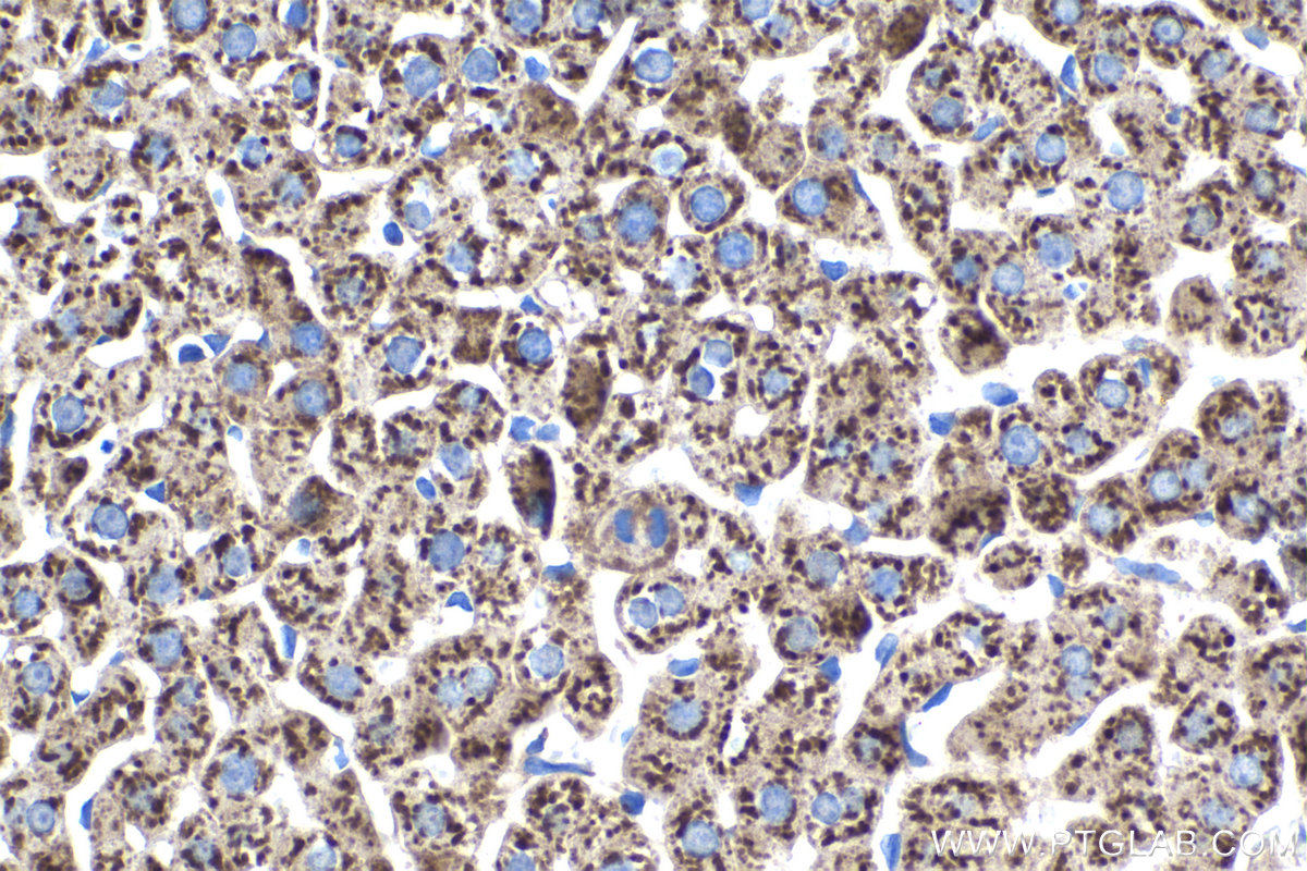 IHC staining of rat liver using 66938-1-Ig (same clone as 66938-1-PBS)