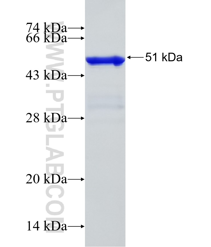 ZFP37 fusion protein Ag24054 SDS-PAGE