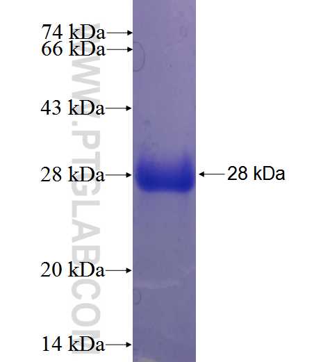 ZFP90 fusion protein Ag23749 SDS-PAGE