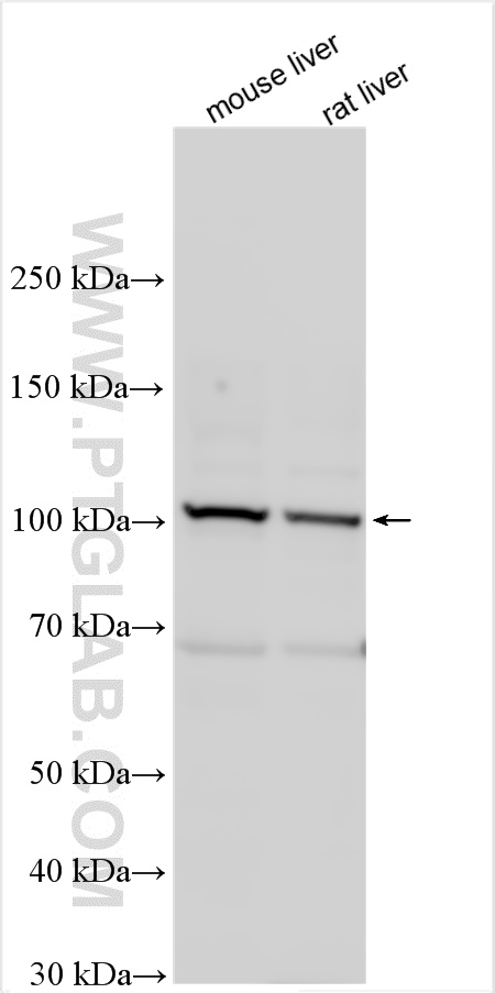 WB analysis using 28012-1-AP