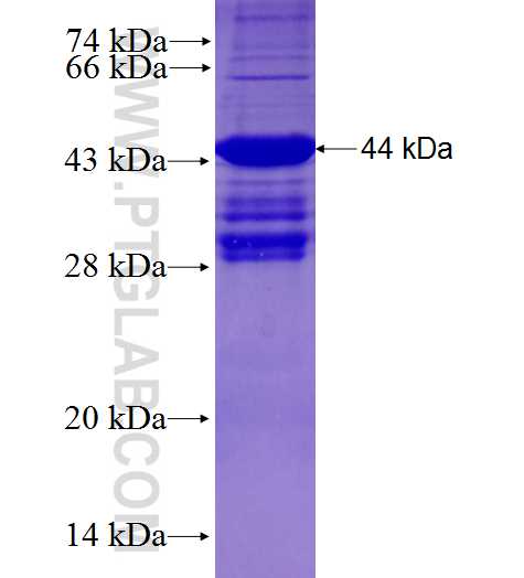 ZFPM1 fusion protein Ag27829 SDS-PAGE