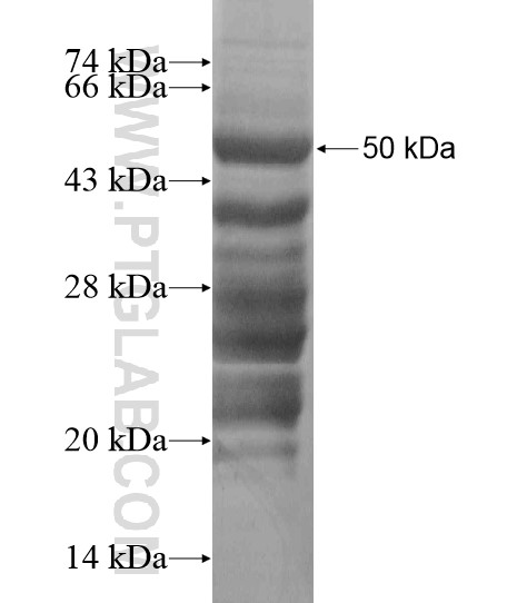 ZFYVE21 fusion protein Ag20024 SDS-PAGE