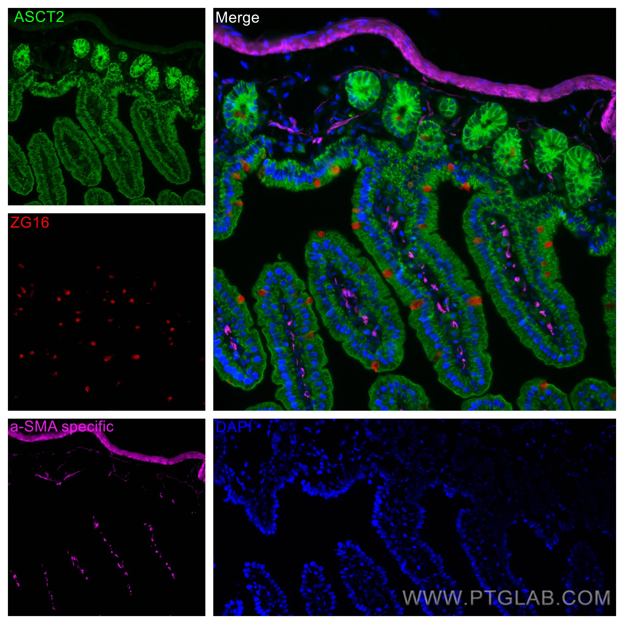 IF Staining of mouse small intestine using 67389-1-Ig (same clone as 67389-1-PBS)
